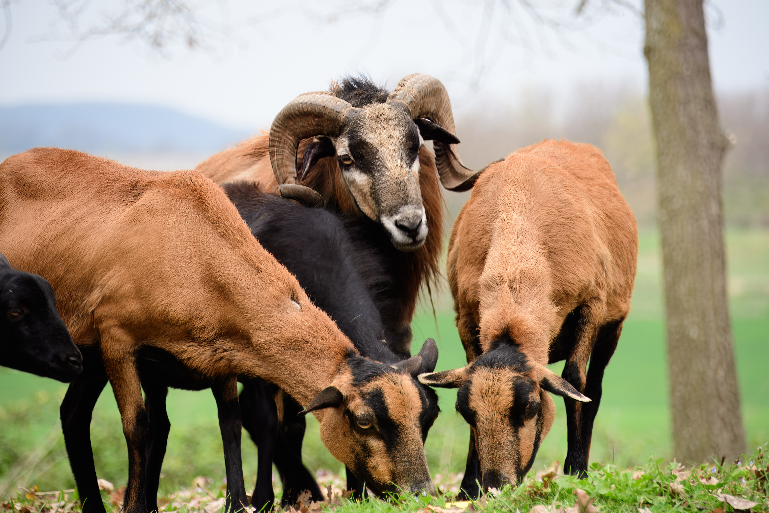 Brebis camerounaises et bélier de la Ferme d'Estraous