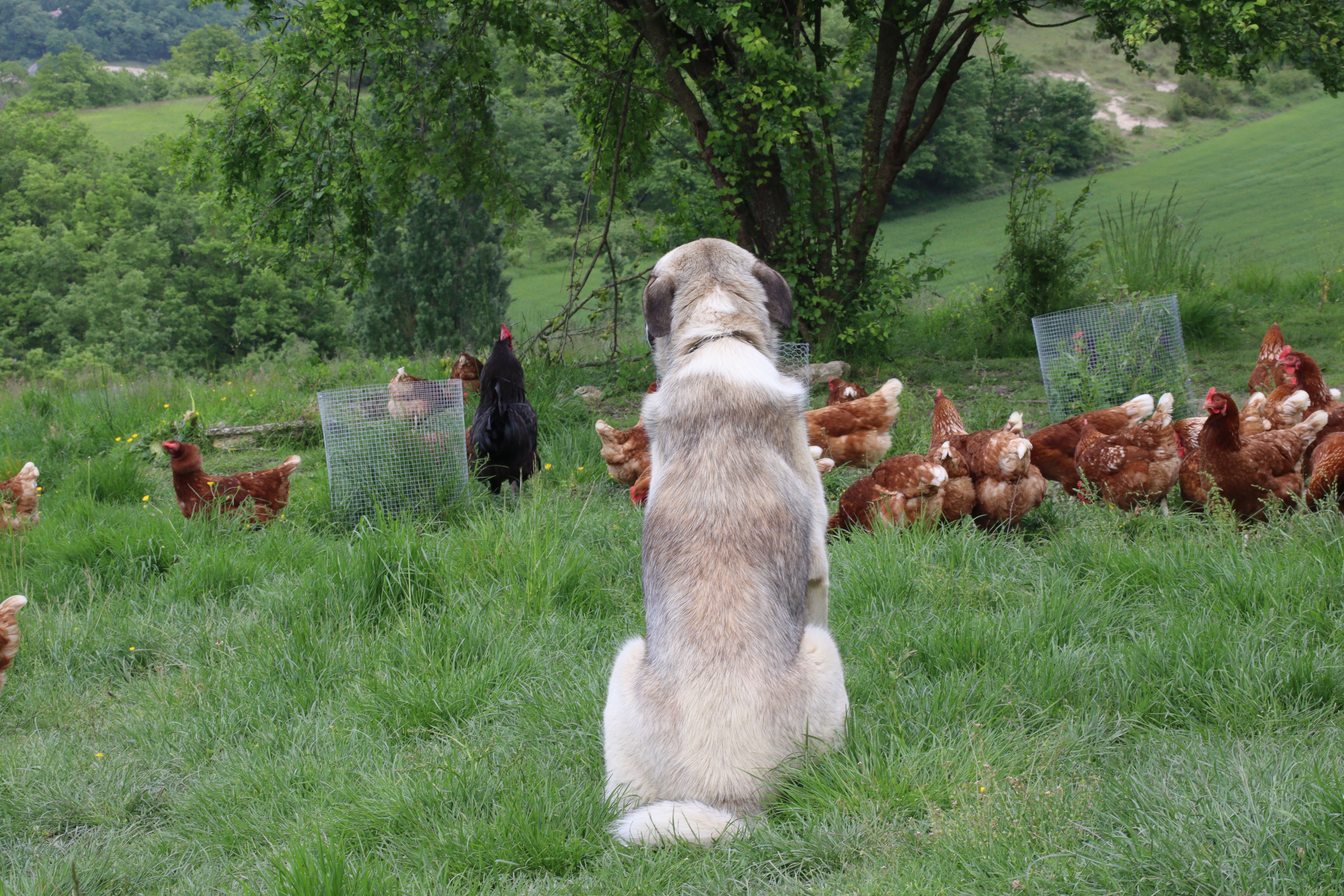 Chien patou gardant les poules