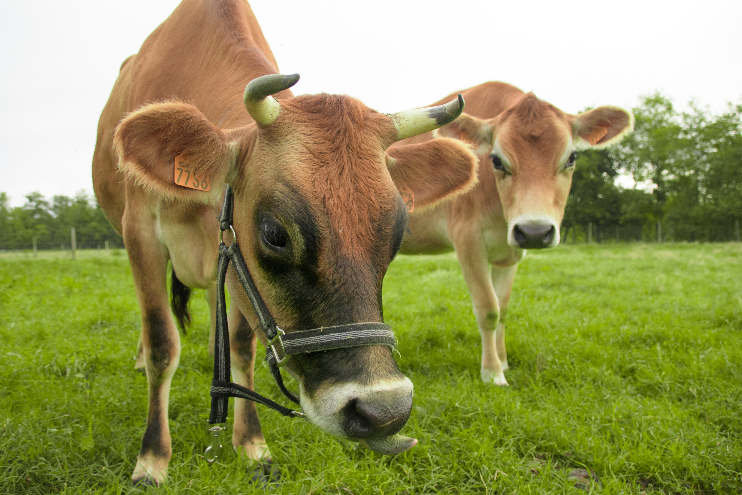 Vaches Jersiaises de la Ferme d'Estraous