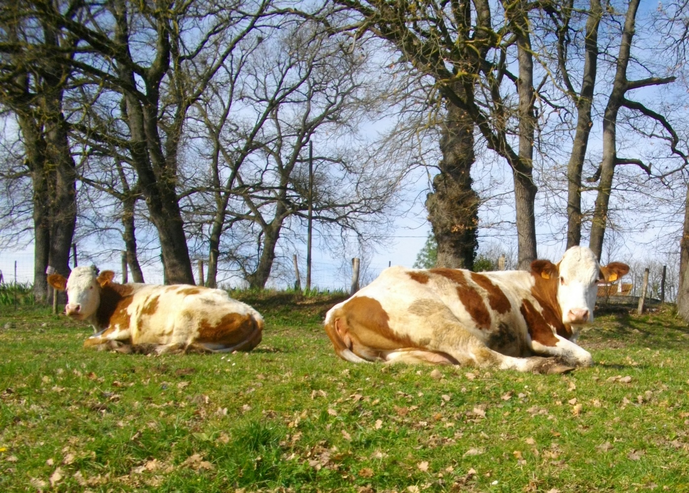 Vaches Simmental de la Ferme d'Estraous