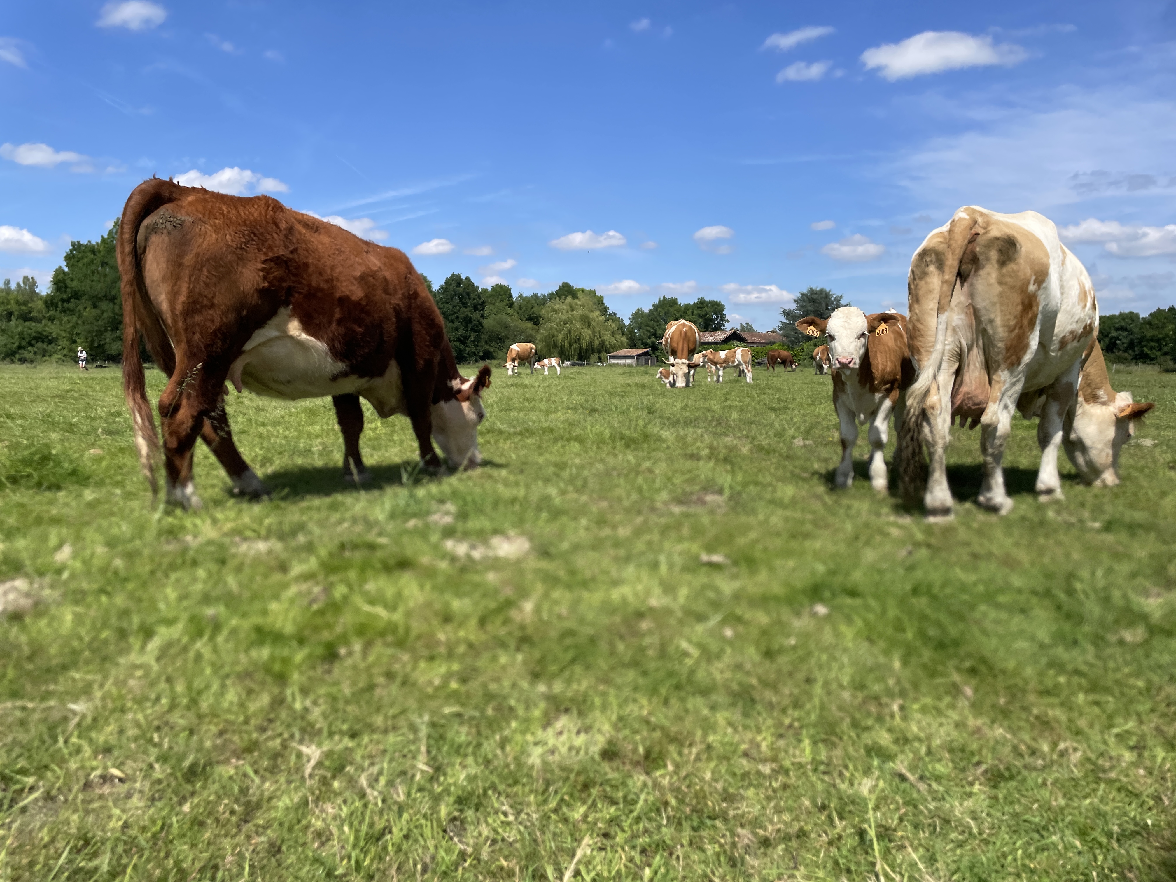 Les vaches Simmental nourries à l'hebre