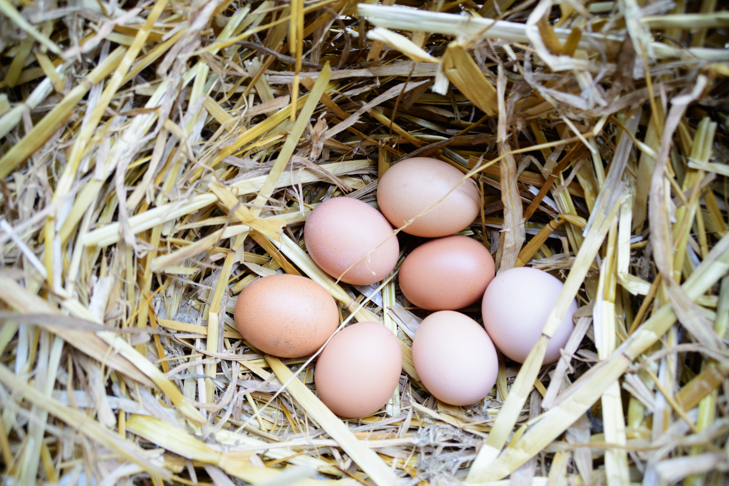 Œufs frais de la Ferme d'Estraous