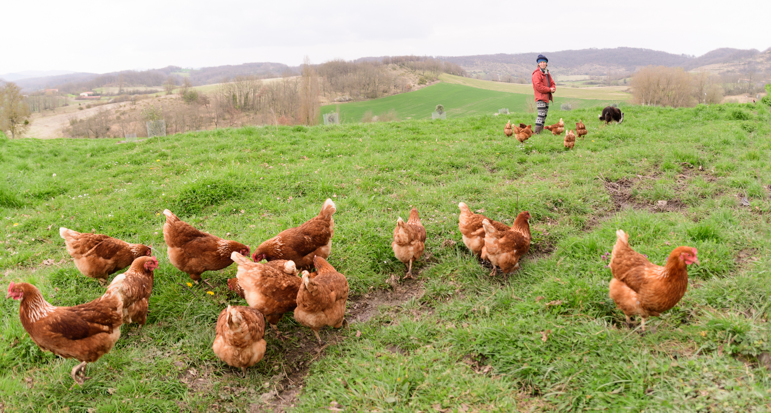 Éleveuse avec ses poules dans les prairies de la Ferme d'Estraous