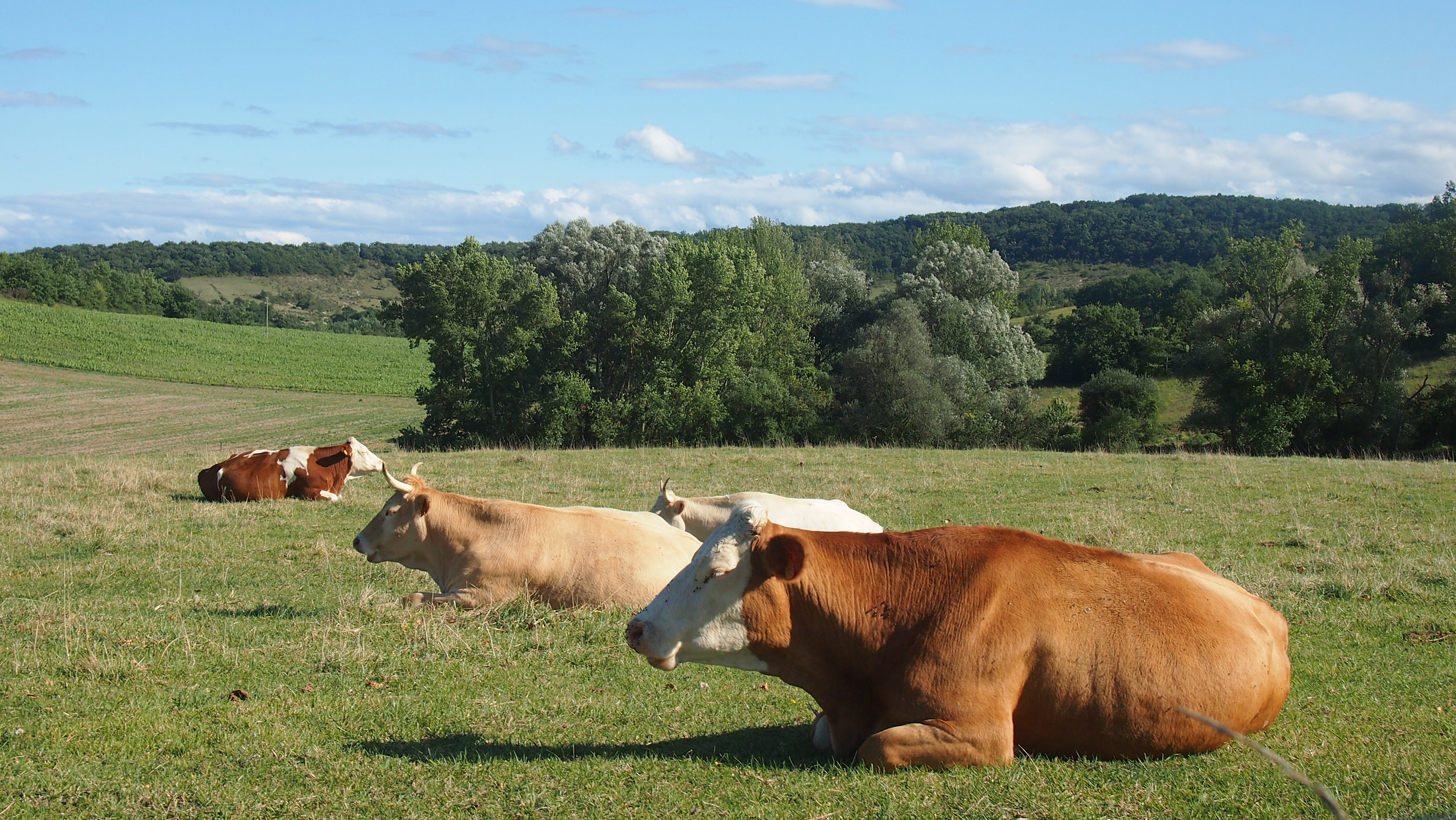 Vaches au pâturage sur les prairies de la Ferme d'Estraous