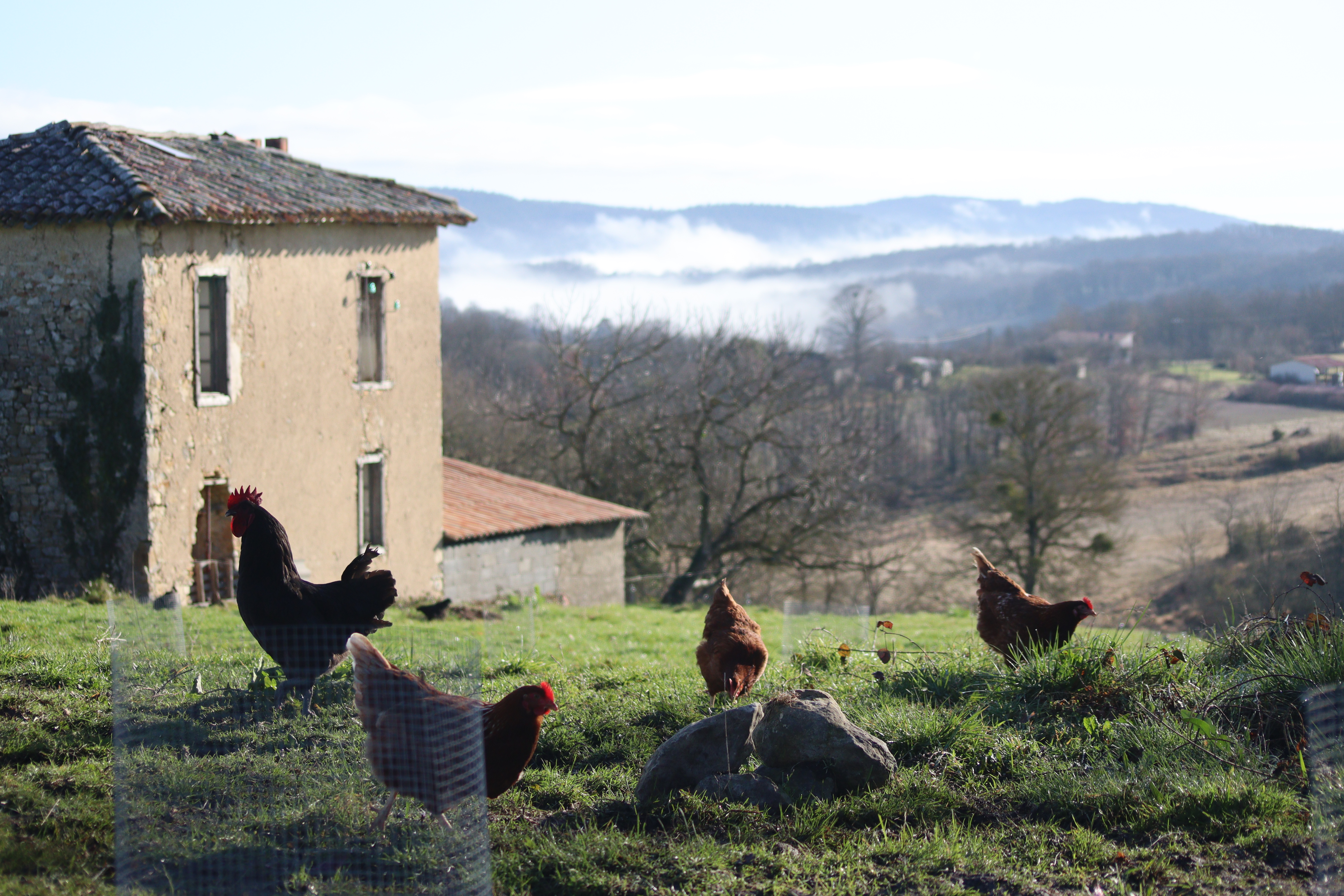 Poules en liberté dans le parc agroforestier
